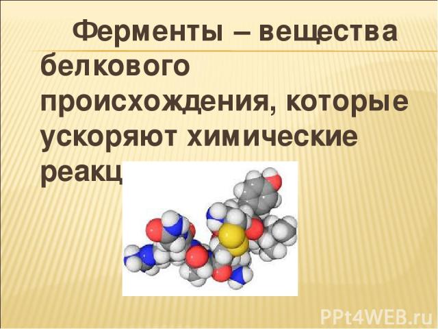 Ферменты – вещества белкового происхождения, которые ускоряют химические реакции.