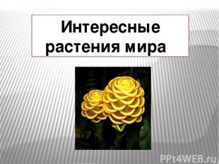 Интересные растения мира