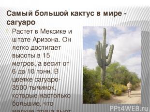 Самый большой кактус в мире - сагуаро Растет в Мексике и штате Аризона. Он легко