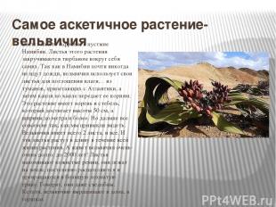 Самое аскетичное растение- вельвичия Растет на юге Африки, в пустыне Намибии. Ли