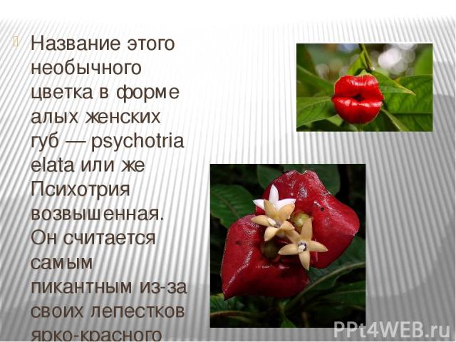 Название этого необычного цветка в форме алых женских губ — psychotria elata или же Психотрия возвышенная. Он считается самым пикантным из-за своих лепестков ярко-красного цвета, напоминающих по форме женские пухлые губы. Этот соблазнительный цветок…