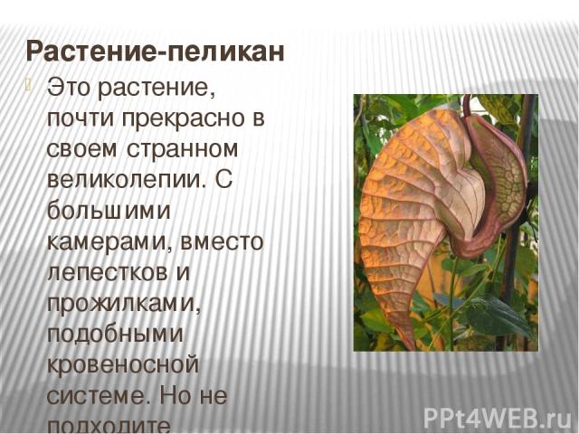 Растение-пеликан Это растение, почти прекрасно в своем странном великолепии. С большими камерами, вместо лепестков и прожилками, подобными кровеносной системе. Но не подходите слишком близко, а то запах мертвых мышей не сможет выветриться еще очень …