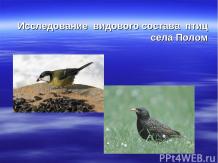исследование видового состава птиц села Полом