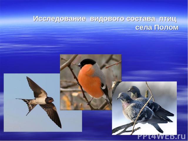 Исследование видового состава птиц села Полом