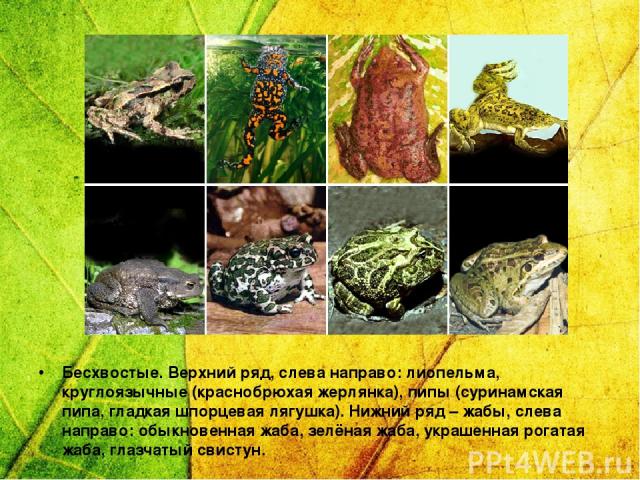 Бесхвостые. Верхний ряд, слева направо: лиопельма, круглоязычные (краснобрюхая жерлянка), пипы (суринамская пипа, гладкая шпорцевая лягушка). Нижний ряд – жабы, слева направо: обыкновенная жаба, зелёная жаба, украшенная рогатая жаба, глазчатый свистун.
