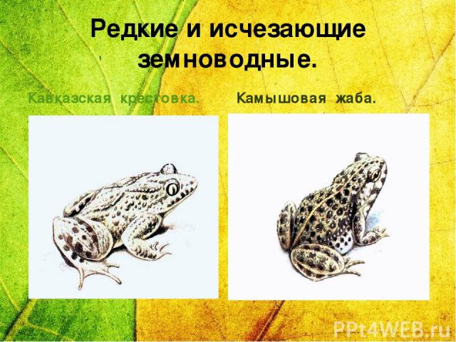 Редкие и исчезающие земноводные. Кавказская крестовка. Камышовая жаба.