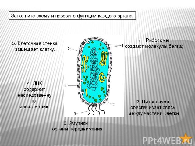 Нуклеоид в какой клетке