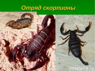 Отряд скорпионы