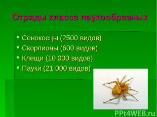Отряды класса паукообразных Сенокосцы (2500 видов) Скорпионы (600 видов) Клещи (