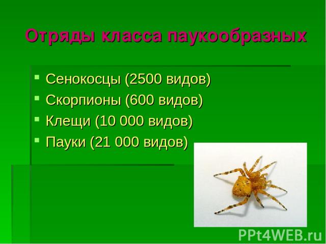 Отряды класса паукообразных Сенокосцы (2500 видов) Скорпионы (600 видов) Клещи (10 000 видов) Пауки (21 000 видов)