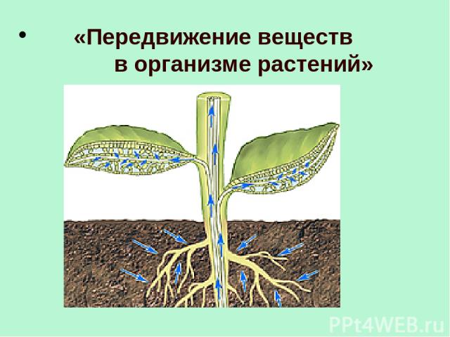 Передвижение воды в корне. Транспорт веществ в организме растений. Транспорт веществ у растений. Передвижение веществ по растению. Схема передвижения Минеральных и органических веществ по растению.