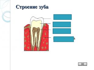 Зубная ячейка дентин пульпа Строение зуба эмаль