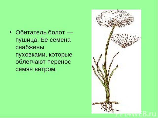 Обитатель болот — пушица. Ее семена снабжены пуховками, которые облегчают перенос семян ветром.
