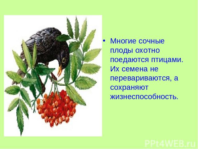 Многие сочные плоды охотно поедаются птицами. Их семена не перевариваются, а сохраняют жизнеспособность.