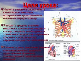 Цели урока: Научить учащихся распознавать капиллярное, венозное, артериальное кр