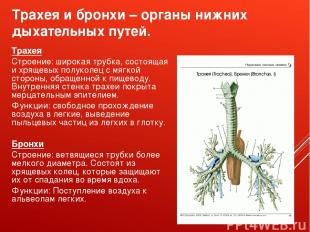 Трахея и бронхи – органы нижних дыхательных путей. Трахея Строение: широкая труб