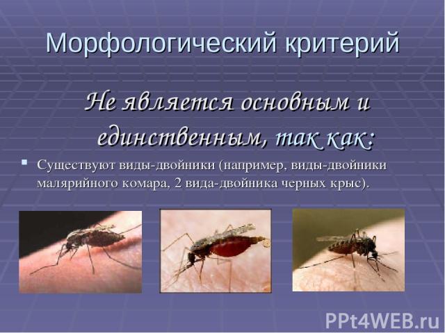 Морфологический критерий Не является основным и единственным, так как: Существуют виды-двойники (например, виды-двойники малярийного комара, 2 вида-двойника черных крыс).