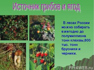 В лесах России можно собирать ежегодно до полумиллиона тонн клюквы,800 тыс. тонн