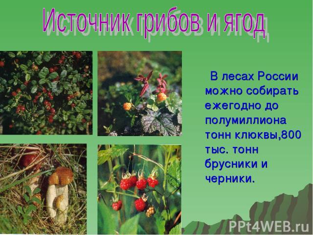 В лесах России можно собирать ежегодно до полумиллиона тонн клюквы,800 тыс. тонн брусники и черники.