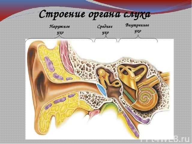 Строение органа слуха Внутреннее ухо Среднее ухо Наружное ухо