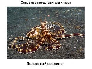 Основные представители класса Полосатый осьминог