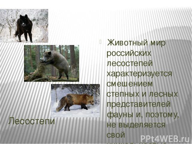 Лесостепи Животный мир российских лесостепей характеризуется смешением степных и лесных представителей фауны и, поэтому, не выделяется свой уникальностью.