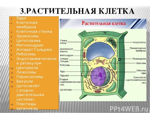 Какие клетки не имеют ядра