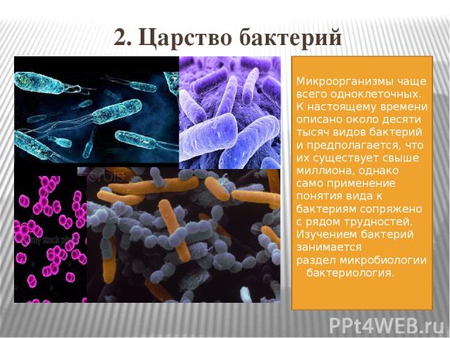 2. Царство бактерий Микроорганизмы чаще всего одноклеточных. К настоящему времени описано около десяти тысяч видов бактерий и предполагается, что их существует свыше миллиона, однако само применение понятия вида к бактериям сопряжено с рядом труднос…