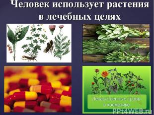 Человек использует растения в лечебных целях