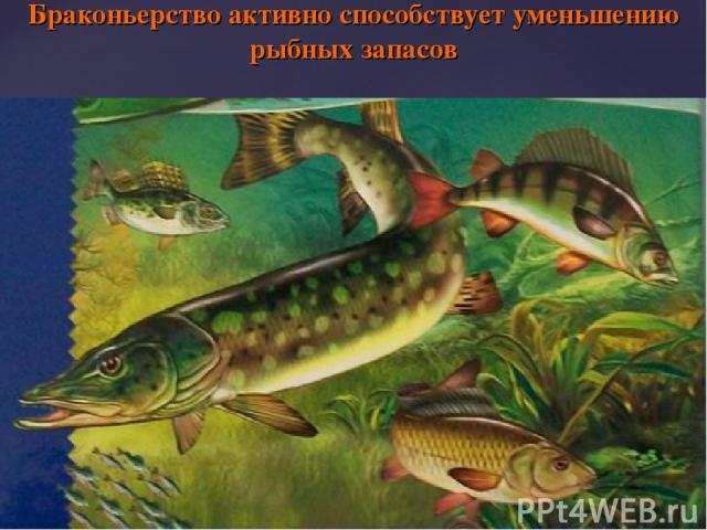 Браконьерство активно способствует уменьшению рыбных запасов