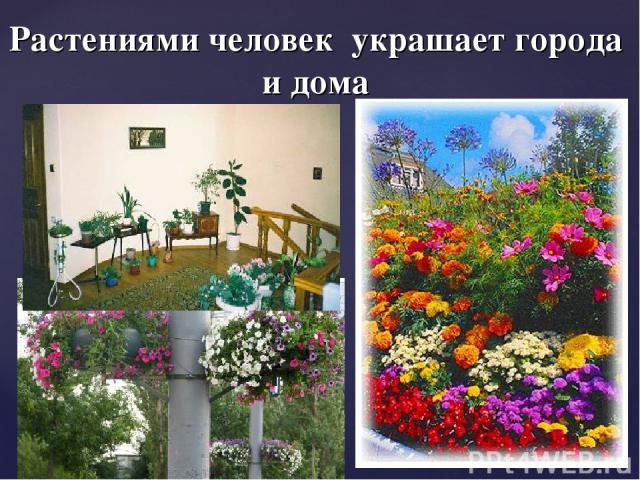 Растениями человек украшает города и дома