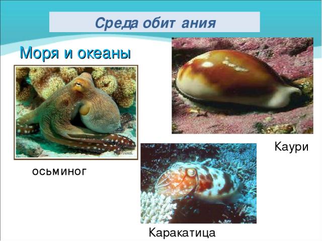 Моря и океаны Каури Каракатица осьминог Среда обитания