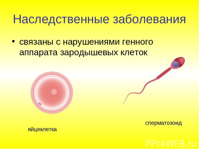 Наследственные заболевания связаны с нарушениями генного аппарата зародышевых клеток сперматозоид яйцеклетка