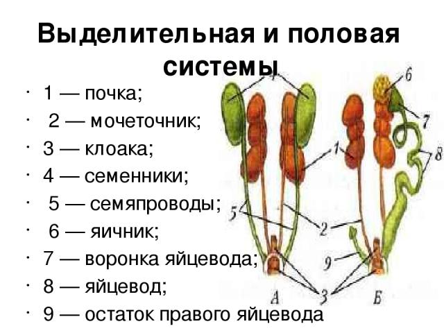 Выделительная и половая системы 1 — почка; 2 — мочеточник; 3 — клоака; 4 — семенники; 5 — семяпроводы; 6 — яичник; 7 — воронка яйцевода; 8 — яйцевод; 9 — остаток правого яйцевода