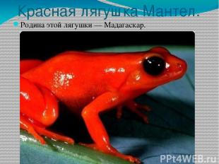  Красная лягушка Мантел. Родина этой лягушки — Мадагаскар. 