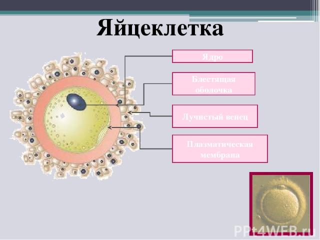 Яйцеклетка Ядро Блестящая оболочка Плазматическая мембрана Лучистый венец