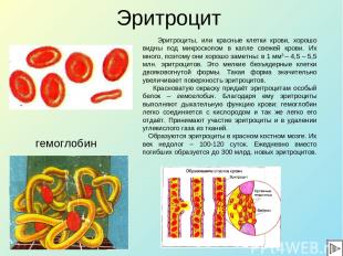 Эритроцит гемоглобин Эритроциты, или красные клетки крови, хорошо видны под микр