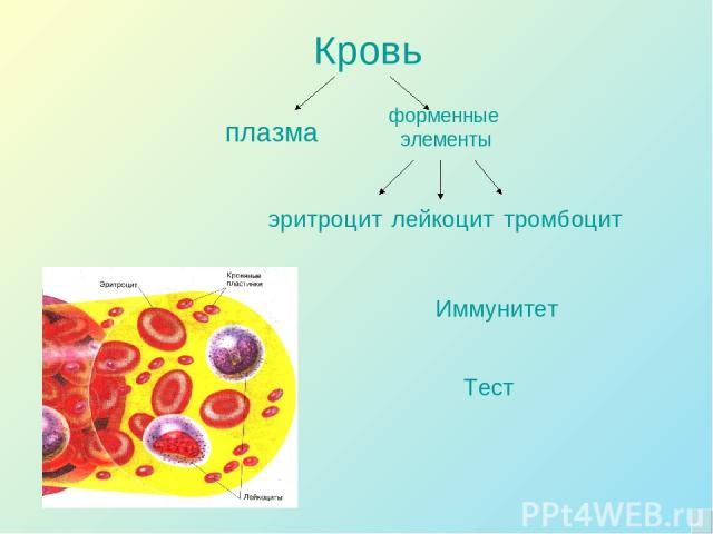 Кровь плазма форменные элементы эритроцит лейкоцит тромбоцит Тест Иммунитет