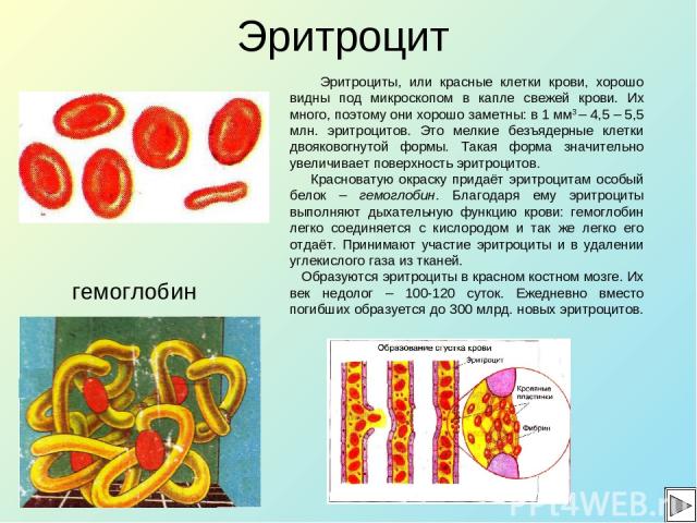 Эритроцит гемоглобин Эритроциты, или красные клетки крови, хорошо видны под микроскопом в капле свежей крови. Их много, поэтому они хорошо заметны: в 1 мм3 – 4,5 – 5,5 млн. эритроцитов. Это мелкие безъядерные клетки двояковогнутой формы. Такая форма…