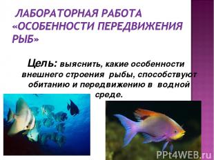 Цель: выяснить, какие особенности внешнего строения рыбы, способствуют обитанию