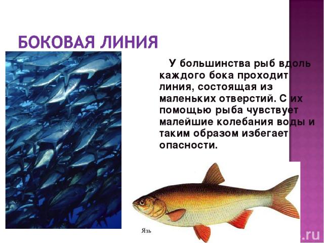 У большинства рыб вдоль каждого бока проходит линия, состоящая из маленьких отверстий. С их помощью рыба чувствует малейшие колебания воды и таким образом избегает опасности.