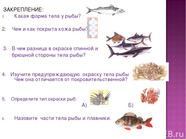 ЗАКРЕПЛЕНИЕ: Какая форма тела у рыбы? 2. Чем и как покрыта кожа рыбы? 3. В чем разница в окраске спинной и брюшной стороны тела рыбы? 4. Изучите предупреждающую окраску тела рыбы Чем она отличается от покровительственной? 5. Определите тип окраски р…