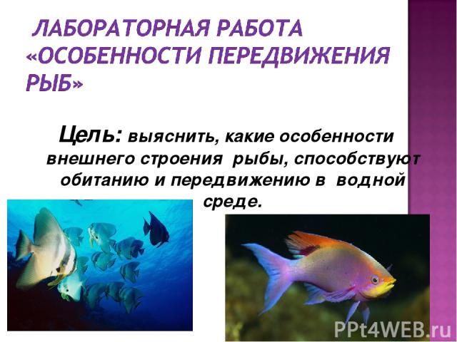 Цель: выяснить, какие особенности внешнего строения рыбы, способствуют обитанию и передвижению в водной среде.