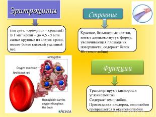 Эритроциты (от греч. «эритрос» – красный) В 1 мм3 крови – до 4,5 - 5 млн. самые