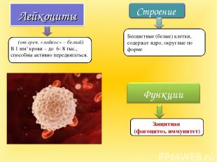 Лейкоциты (от греч. «лейкос» – белый) В 1 мм3 крови – до 6- 8 тыс., способны акт