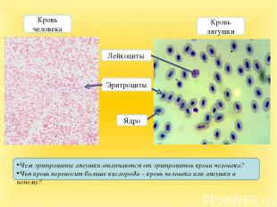 Ядро Эритроциты Лейкоциты Кровь лягушки Кровь человека Чем эритроциты лягушки от