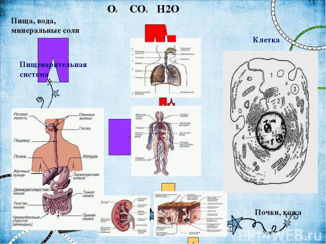 Пища, вода, минеральные соли O2 CO2 H2O Почки, кожа Пищеварительная система Дыхательная система Клетка