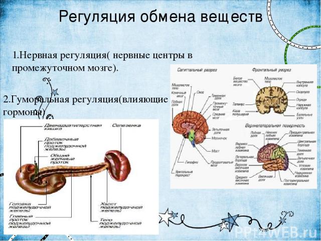 Регуляция обмена веществ 1.Нервная регуляция( нервные центры в промежуточном мозге). 2.Гуморальная регуляция(влияющие гормоны)