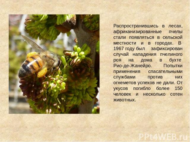 Распространившись в лесах, африканизированные пчелы стали появляться в сельской местности и в городах. В 1967 году был зафиксирован случай нападения пчелиного роя на дома в бухте Рио-де-Жанейро. Попытки применения спасательными службами против них о…