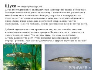 Щука — озерно-речная рыба. Щука имеет удлиненное, цилиндрической или умеренно сж